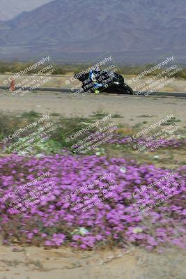 media/Feb-04-2023-SoCal Trackdays (Sat) [[8a776bf2c3]]/Turn 15 Inside Blooming (1050am)/